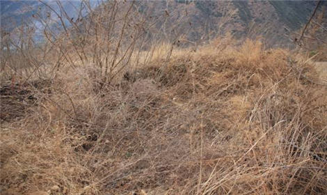   丧葬程序