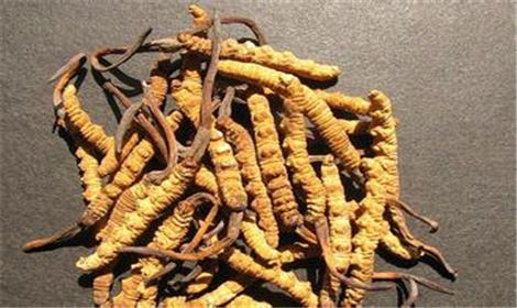 药用植物资源概况
