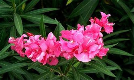 高原野生植物资源概况