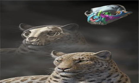 西藏发现最古老大猫化石 猫科动物或起源亚洲