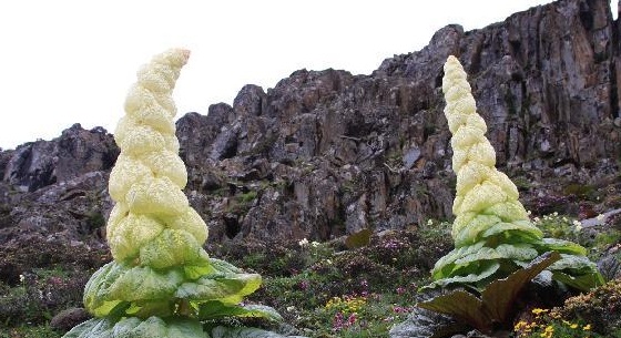 现代藏药分类法