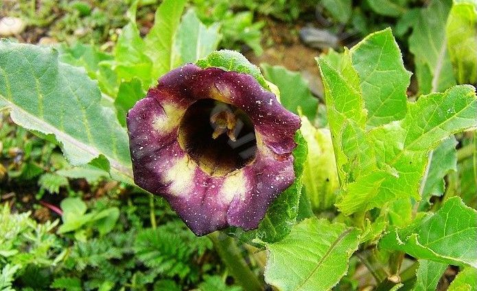 藏药复方莨菪子治疗龋齿