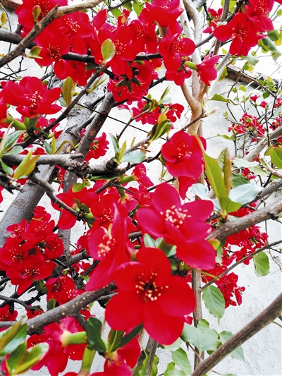 康定：花俏枝头 春意浓