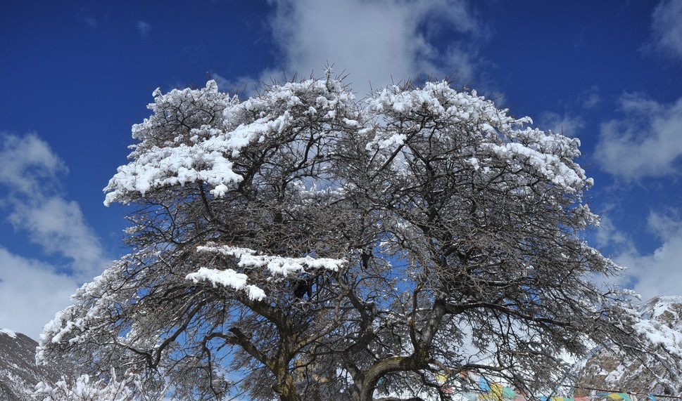 西藏雪松上发现全球变暖痕迹