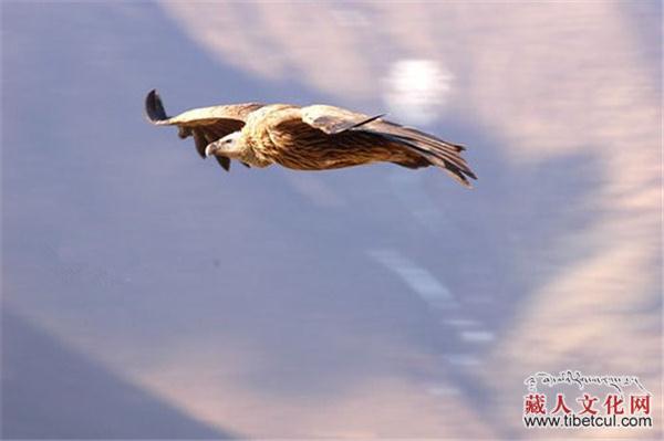 藏族人如何处理尸体？