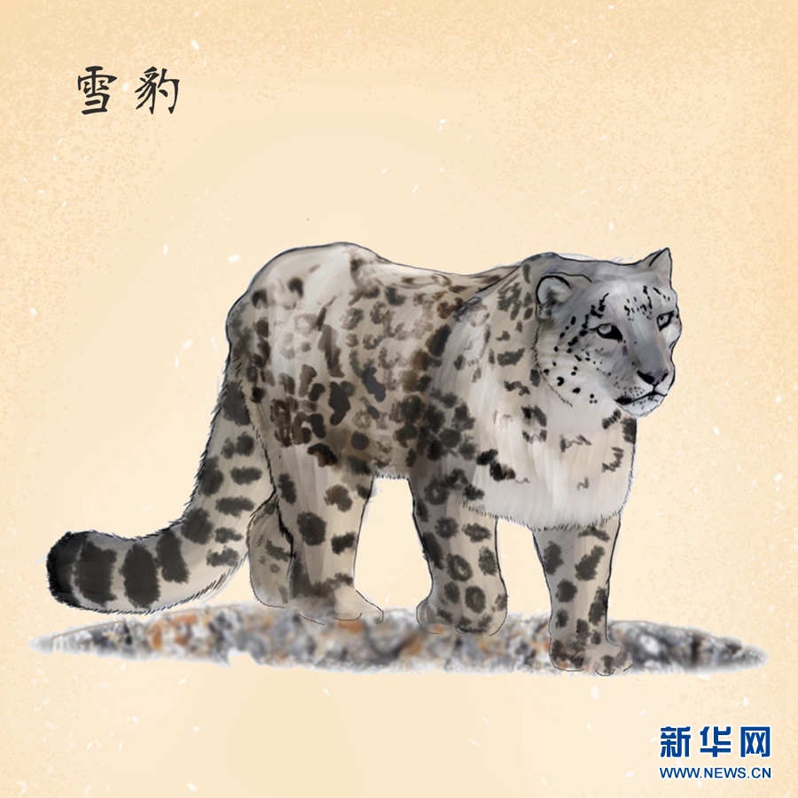 一组手绘，带你走进高原野生动植物世界