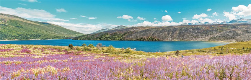 甘孜花海美如画 美景惹人醉