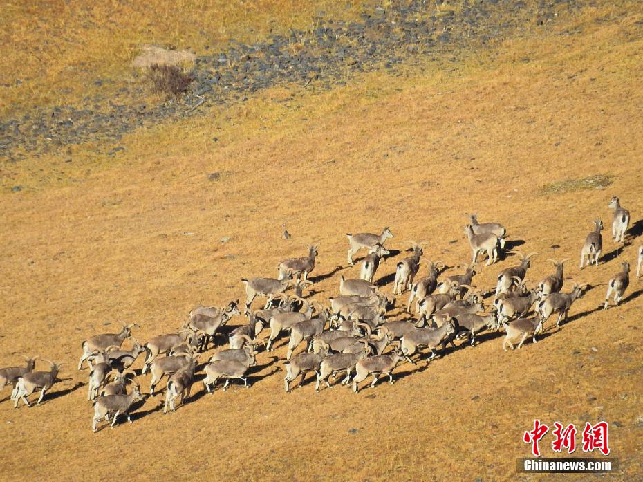“高原野生动物王国”三江源动物成群