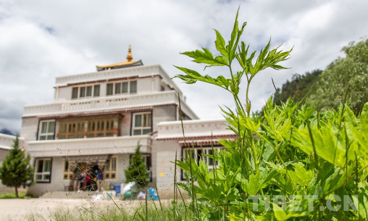 “药洲”之中，他们守护传承着古老的藏医药