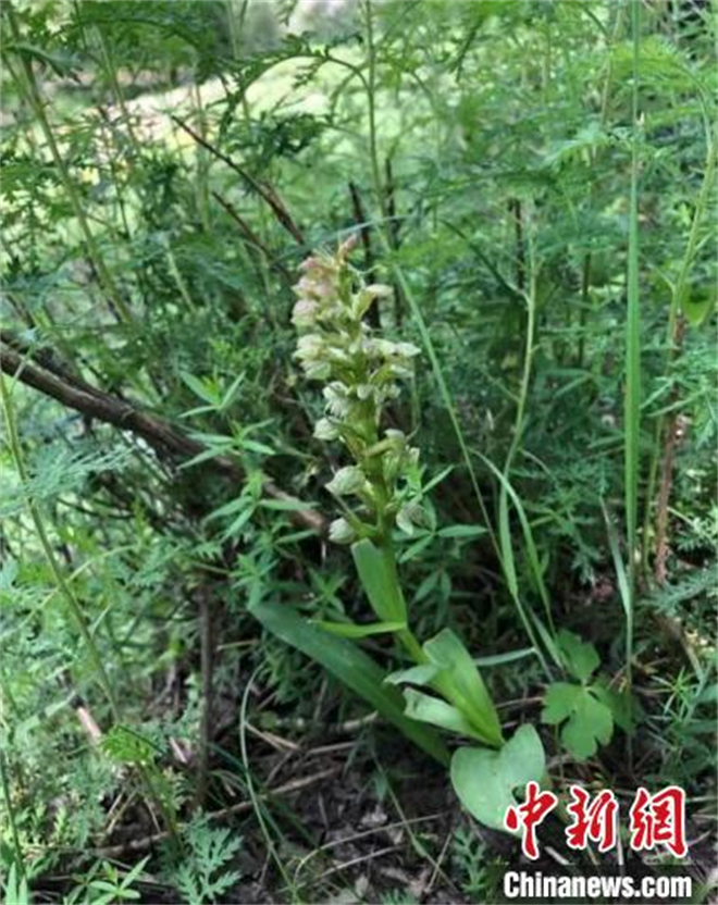青海首次完成兰科植物调查 取得重要发现和成果
