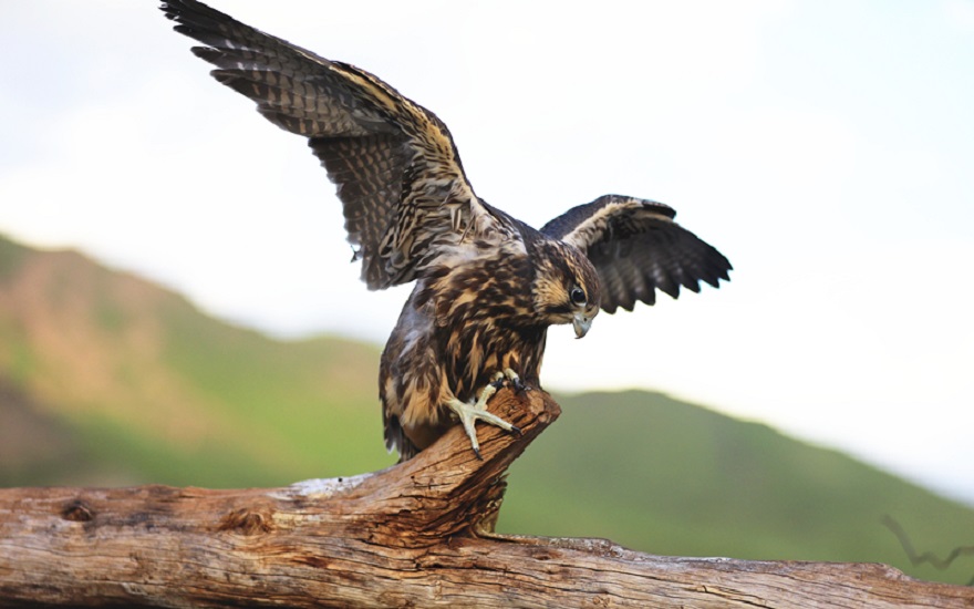 夏日三江源 多种珍稀鸟类频现身