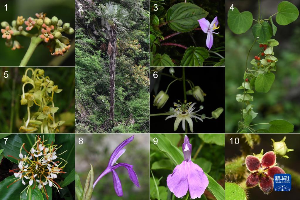 西藏植物新发现：8个中国新记录种、1个西藏新记录属