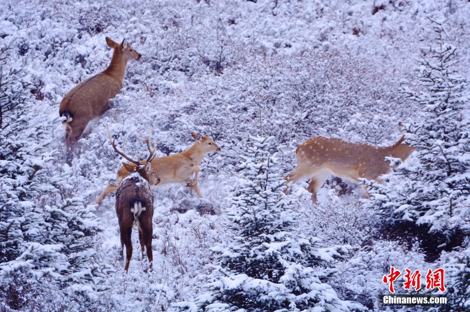 青海化隆：梅花鹿家族雪地造访