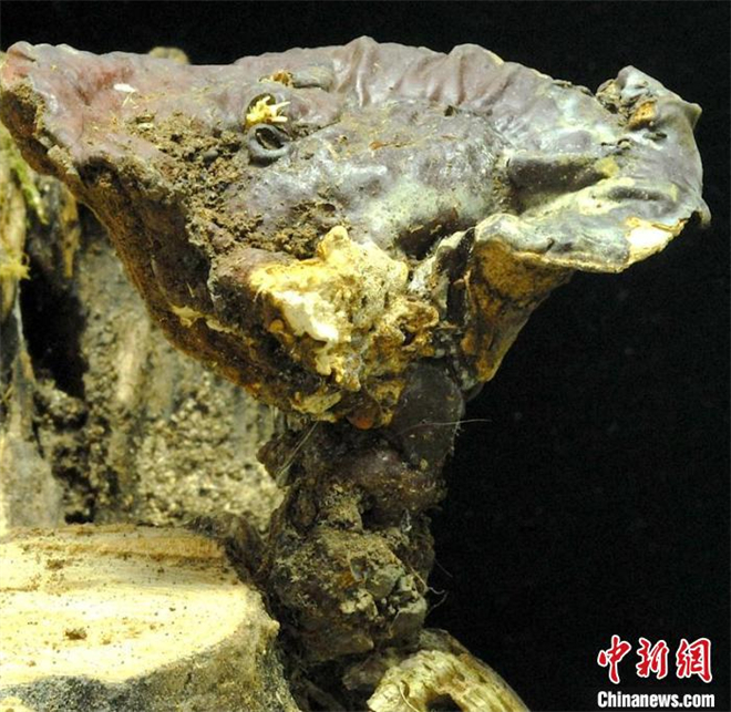 四川理塘境内发现珍稀灵芝物种——白肉灵芝