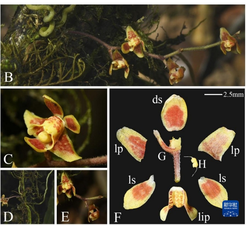 西藏新发现兰科植物一新记录种