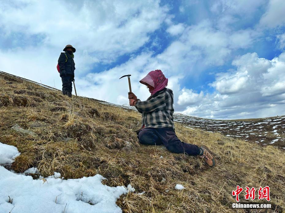 青海省杂多县：又到虫草采挖季