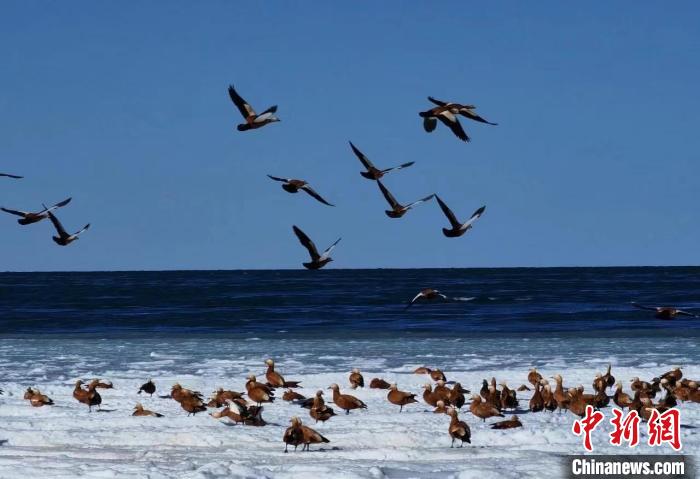 赤麻鸭“定居”青海湖 成为青海湖越冬水鸟绝对优势种
