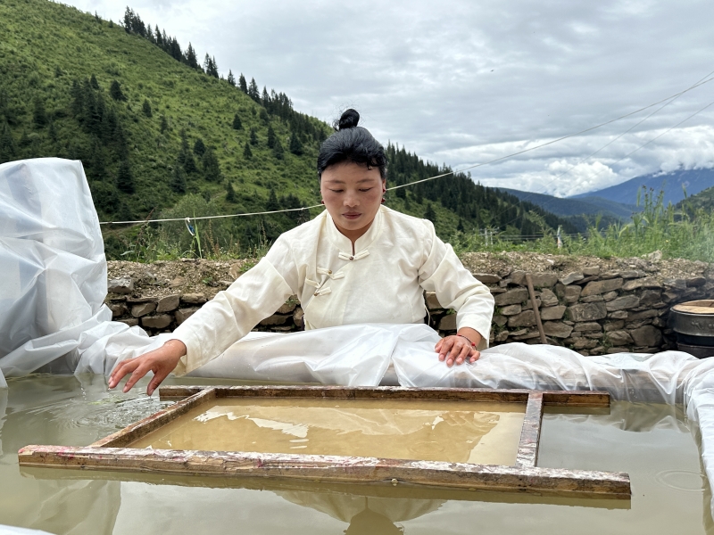 道孚县狼毒草彩色藏纸：历史、工艺与文化传承     